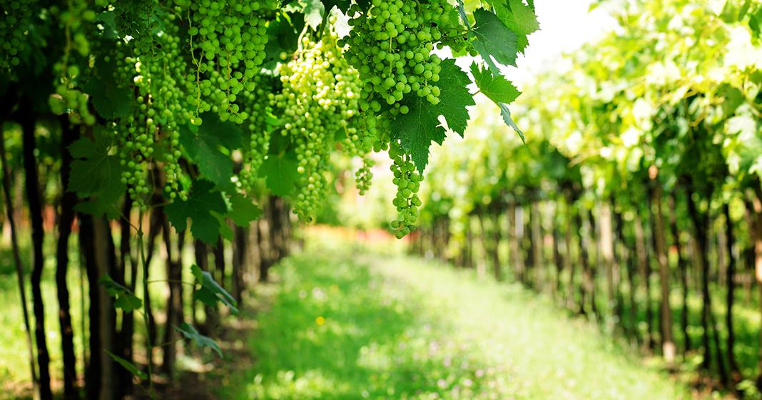 winery-vineyard